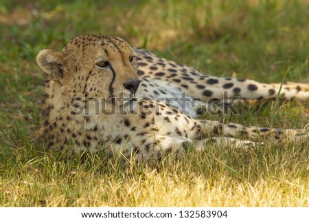 An Elegant, Slender Cheetah in its Natural Habitat, Staring into the Distance as its Laying in the Shade of a Tree in the African Savannah.