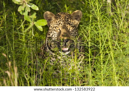 An African Leopard (One of the African Big Five) Giving an Intimidating Look from it's Natural Habitat in the Thickets of the Kruger National Park in South Africa.