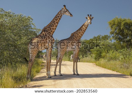 Two Giraffes and a Few Zebras in their Natural Habitat, Standing in a Road in the Kruger National Park of South Africa.