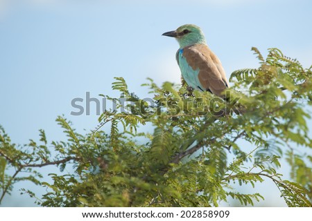 A European Roller (A Long Distance Migrant) seen here Wintering in Southern Africa on a Green Tree Branch in South Africa\'s Kruger National Park.