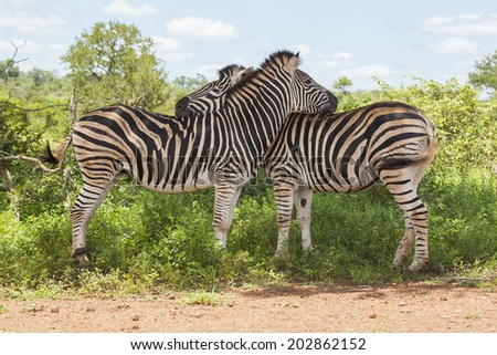 Two Burchell\'s Zebras in their Natural South African Habitat Standing Next to One Another and Hugging Each Other