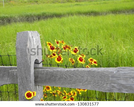 Daisies on a fence post, green fields in the background