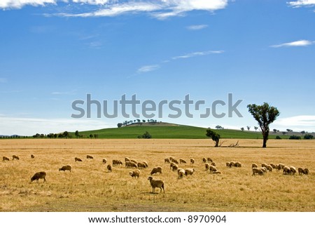 Sheep, grazing on a property in a remote area of South-Western New South Wales, Australia