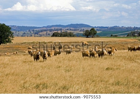 Australia Sheep Farm