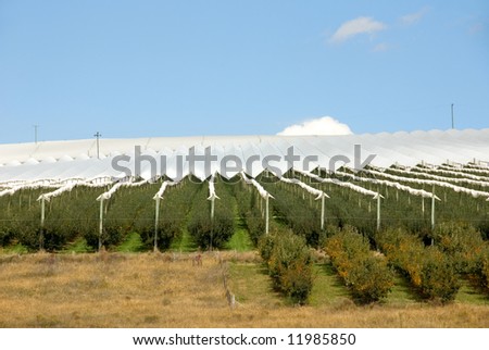 Covered fruit trees, in an orchard, near Orange, in the Central West of New South Wales, Australia