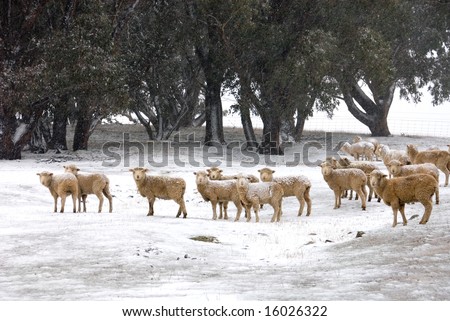 Sheep, standing in the snow, near Laggan, New South Wales, Australia
