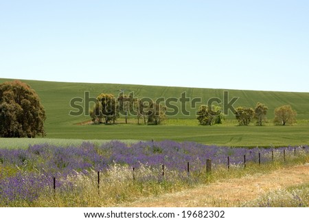 Farmland in South-Western New South Wales, Australia