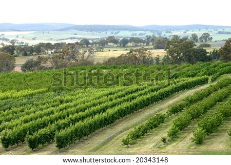 Growing Cherry Trees