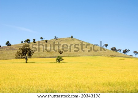 A rural scene in South-Western New South Wales, Australia