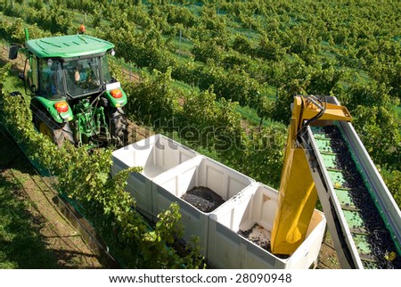 A tractor pulling a trailer containing bins being loaded with freshly harvested grapes from a grape harvester