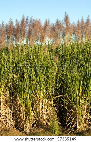 Sugar Cane growing on a farm in Northern NSW, Australia