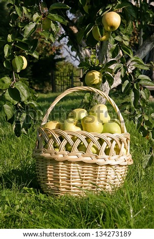 Basket with apples in the orchard. Fresh organic apples just picked from the tree.