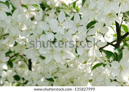 Fine background from a blossoming apple-tree. Close-up shot of beautiful white flowers of crab apple in spring