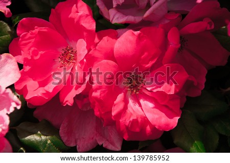 Garden of red wild roses. Rosa virginiana, Virginia Rose, Common Wild Rose or Prairie Rose