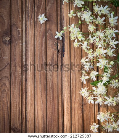 Evergreen Clematis (Clematis vitalba) known as Old Man\'s Beard or Traveler\'s Joy on wooden background. Vintage retro background with small white flowers on wood. Romantic floral frame background.