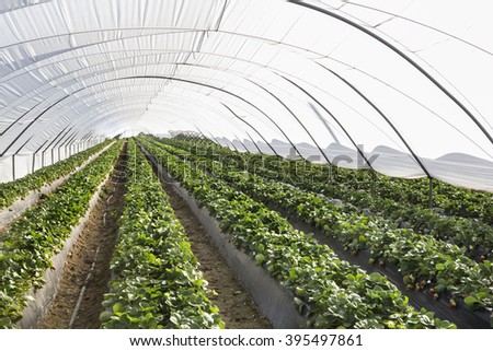 greenhouse strawberries in Lepe, Huelva, Spain