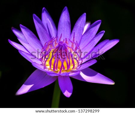 lotus flower on a black background.