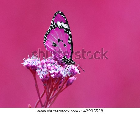 Pink color enhanced butterfly Isolated on Pink background