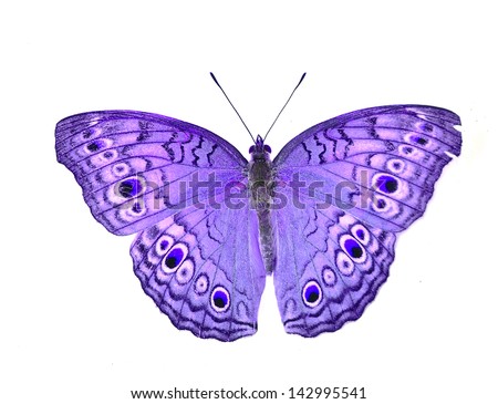 Purple color enhanced butterfly Isolated on White