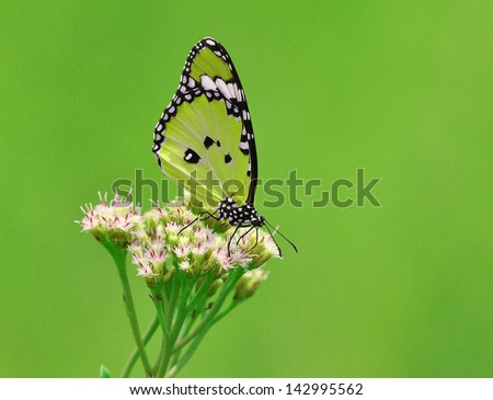 Green color enhanced butterfly Isolated on Green background