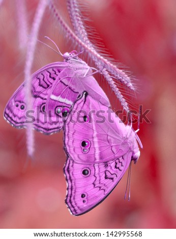 Pink color enhanced butterfly Isolated on White