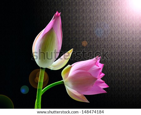 Lotus flower  Isolated with a Black an light background