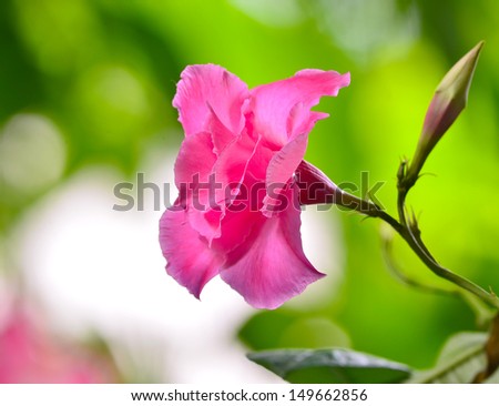 Close up pink rose dipladenia in home garden