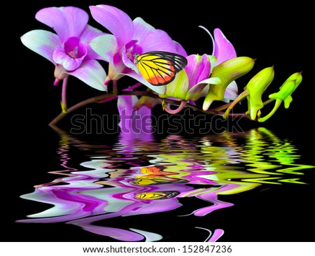 Butterfly on Orchid Island. Isolated on a black background with a reflection in water.