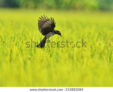 Drongo catch flying insects in rice.