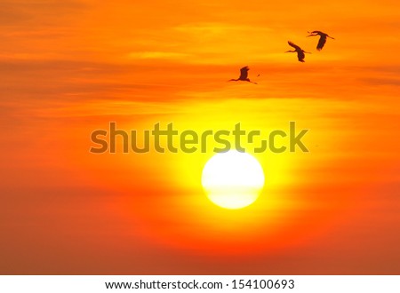 Birds with morning sun.