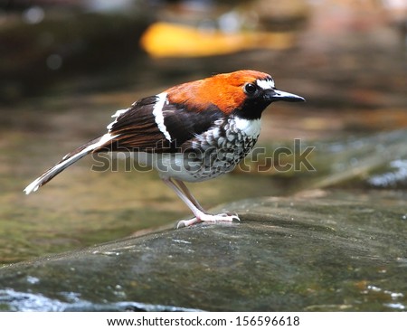 Chestnut-naped Forktail bird (Enicurus schistaceus), standing on the rock, side profile