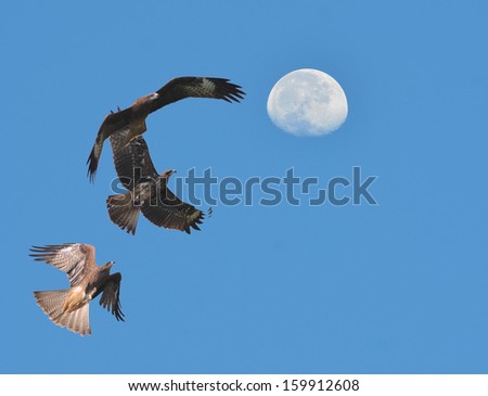 Bird Hawk ( black kite ) flying in the sky with the moon.