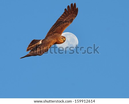 hawk ( Pied Harrier )  flying in the sky with the moon.