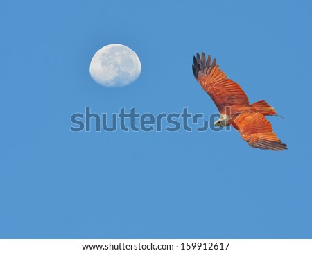 Bird Hawk ( Brahminy kite ) flying in the sky with the moon.