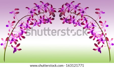 Pink orchid flower, isolated on white & pink & green  background