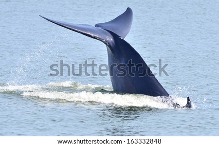 Tail fin of Bryde\'s whale in gulf of Thailand