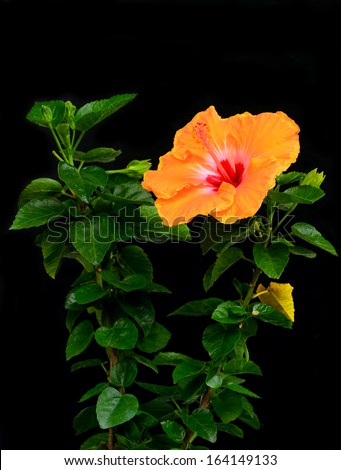orange hibiscus flower with green leaves under sunlight isolated on black background