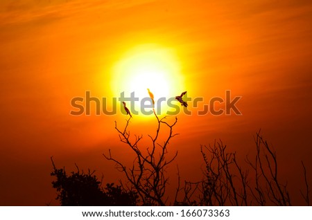 Black Bird (  Little cormorant ) in the sun on The Morning sky