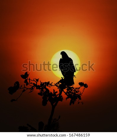Black Bird ( Brahminy Kite ) in the sun on The Morning sky