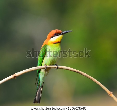 Beautiful Bee eater Bird (Chestnut-headed Bee-eater, Merops leschenaulti)