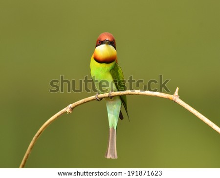 Bird on the best perch (Chestnut-headed Bee-eaters) in green background , Khaoyai National Park Thailand