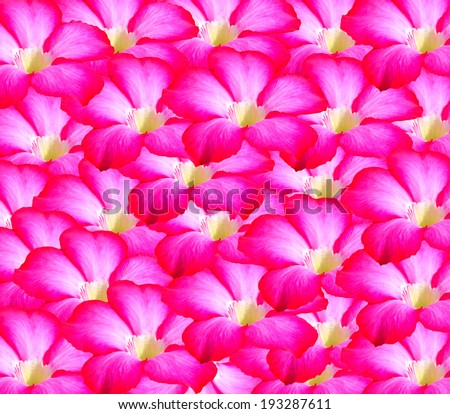 Pink&red  Desert Rose Flowers  Background