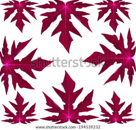 Papaya leaves color. Isolated with a white background