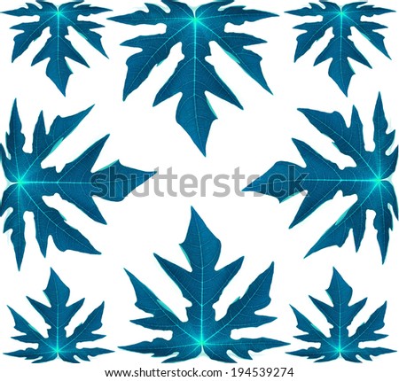Papaya leaves color. Isolated with a white background