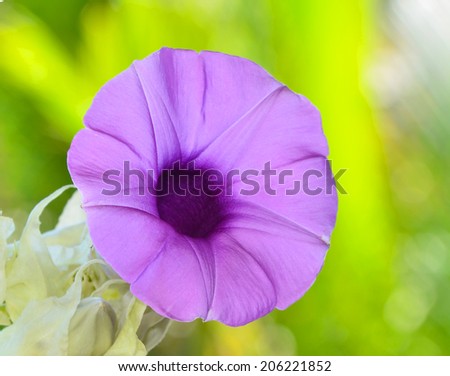purple flowers ( Elephant Creeper )  in wild nature