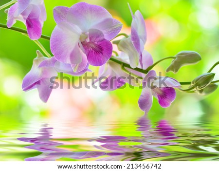 pink  orchid flower. on green nature background reflection in water.