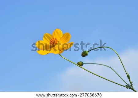 C.sulphureus Cav. or Sulfur Cosmos. Yellow Cosmos flowers on sky background