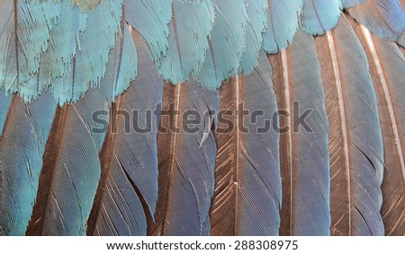 Colorful feathers, bird feathers background texture