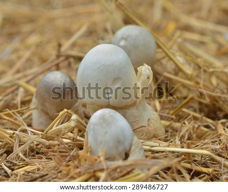 Straw mushrooms cultivated on rice straw beds