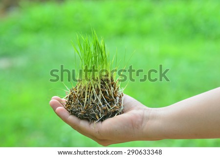 Seedlings Rice plant in hand